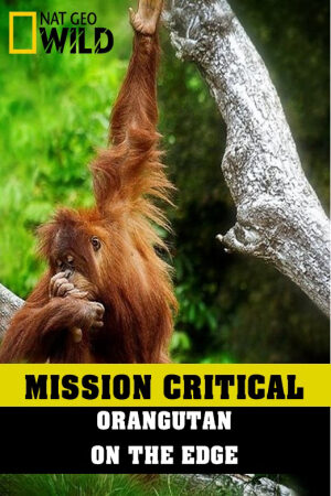 Xem Phim Nhiệm Vụ Cấp Bách: Đười Ươi – Trước Nguy Cơ Tuyệt Chủng Thuyết Minh - Mission Critical Orangutan On The Edge